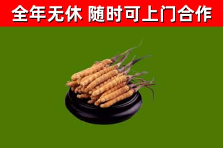 北屯市回收散虫草